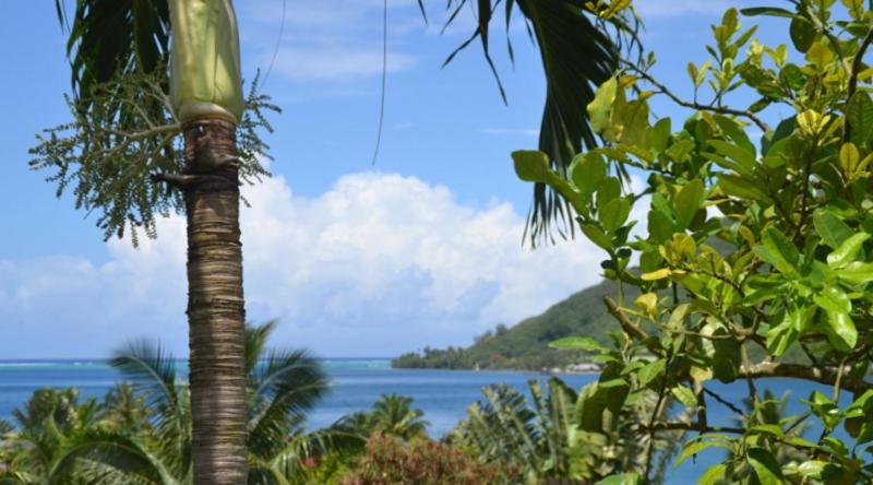 Appartement Te Fare Hinahei à Moorea Extérieur photo